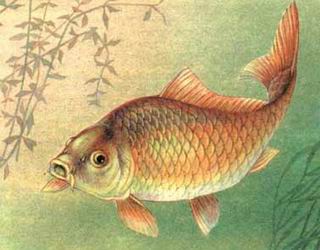 Karp
