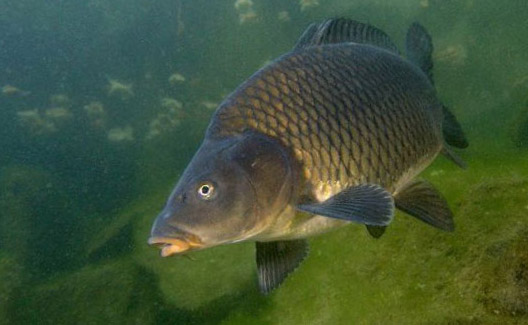 Carp-1