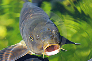 karp2
