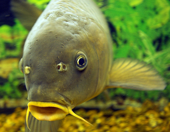 enl_karp