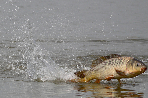 36739895_world_biggest_carp_3