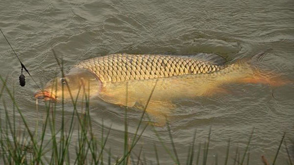 karp-avgust1
